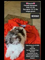 Kenzie, a female Havanese for sale in Tucson, AZ – 1 of 5
