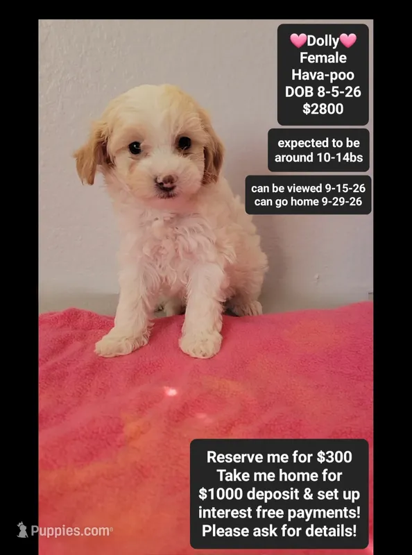Dallas*1000 take home – Havanese, Poodle - Toy  puppy for sale in Tucson, AZ