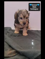 Sawyer, a male Yorkshire Terrier and Poodle - Toy  for sale in Tucson, AZ – 2 of 3