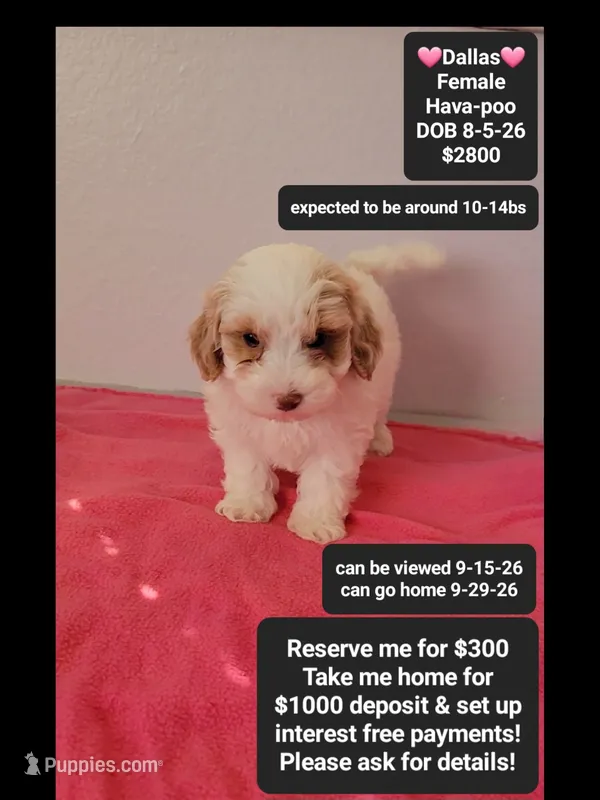 Dolly*1000 take home – Havanese, Poodle - Toy  puppy for sale in Tucson, AZ