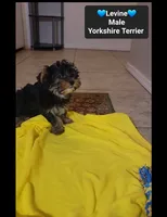 Levine*800 take home, a male Yorkshire Terrier for sale in Tucson, AZ – 2 of 3