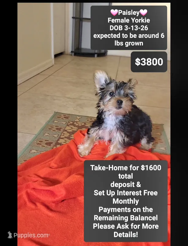 Paisley – Yorkshire Terrier puppy for sale in Tucson, AZ