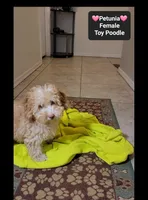 Petunia*900 take home, a female Poodle - Toy  for sale in Tucson, AZ – 3 of 3