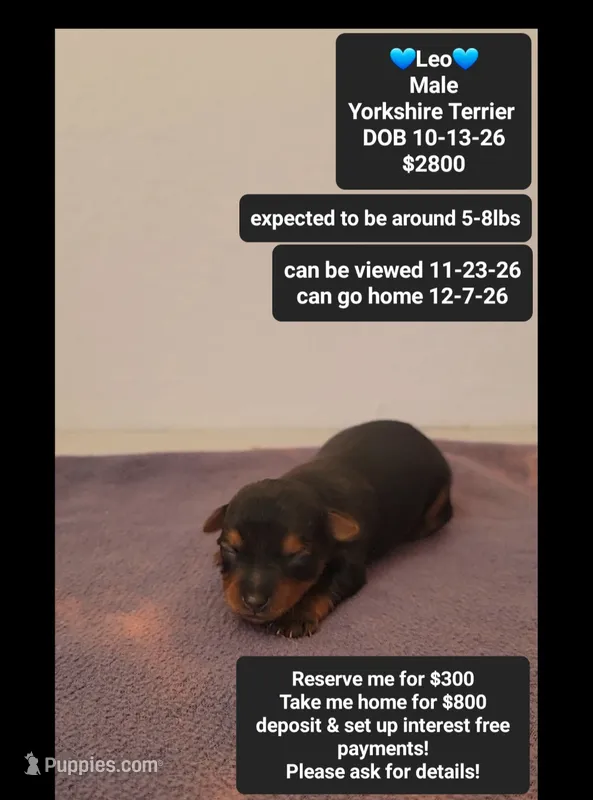 Leo  – Yorkshire Terrier puppy for sale in Tucson, AZ