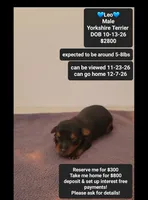 Leo , a male Yorkshire Terrier for sale in Tucson, AZ – 1 of 3