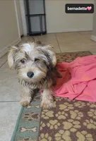 Bernadette, a female Yorkshire Terrier for sale in Tucson, AZ – 3 of 3