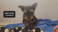 Levine, a male Yorkshire Terrier for sale in Tucson, AZ – Photo 2 of 3