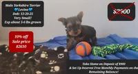 Levine, a male Yorkshire Terrier for sale in Tucson, AZ – Photo 1 of 3