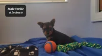 Levine, a male Yorkshire Terrier for sale in Tucson, AZ – Photo 3 of 3
