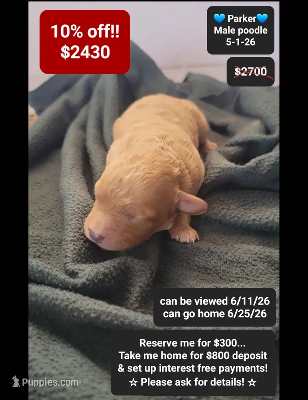 Parker – Poodle - Toy  puppy for sale in Tucson, AZ