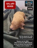Parker, a male Poodle - Toy  for sale in Tucson, AZ – 1 of 1