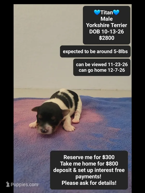 Titan – Yorkshire Terrier puppy for sale in Tucson, AZ