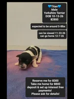 Titan, a male Yorkshire Terrier for sale in Tucson, AZ – 1 of 3