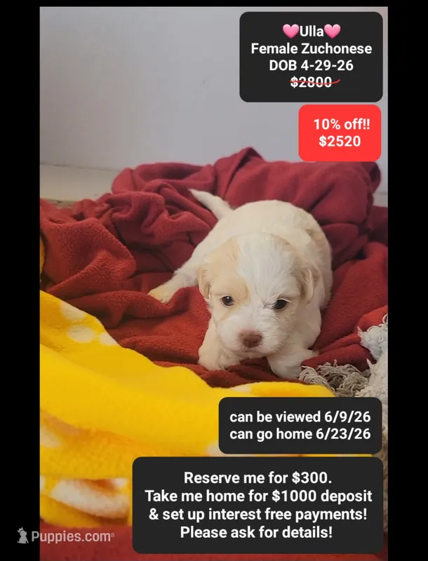 Ulla – Havanese, Shichon puppy for sale in Tucson, AZ