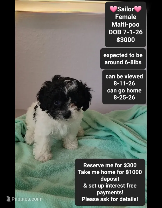 Sailor*1000 take home – Maltipoo puppy for sale in Tucson, AZ