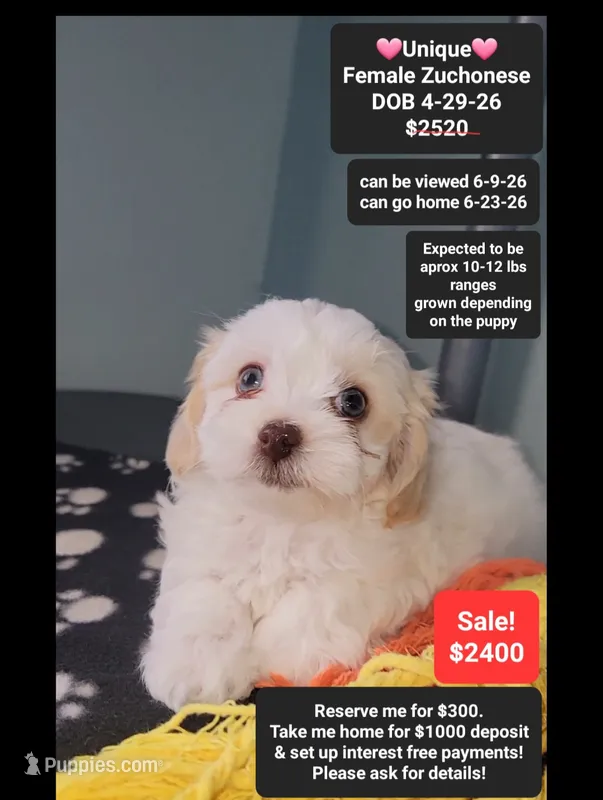 Unique – Havanese, Shichon puppy for sale in Tucson, AZ