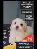 Unique, a female Havanese and Shichon for sale in Tucson, AZ – 1 of 3