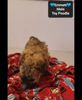 Emmett*800 take home, a male Poodle - Toy  for sale in Tucson, AZ – 3 of 3