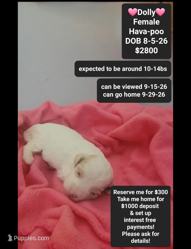 Dolly – Havanese, Poodle - Toy  puppy for sale in Tucson, AZ