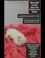 Dolly*1000 take home, a female Havanese and Poodle - Toy  for sale in Tucson, AZ – 1 of 3