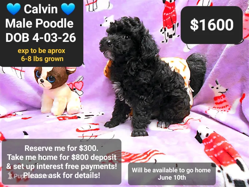 calvin – Poodle - Toy  puppy for sale in Tucson, AZ