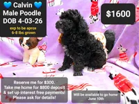 calvin, a male Poodle - Toy  for sale in Tucson, AZ – 1 of 1