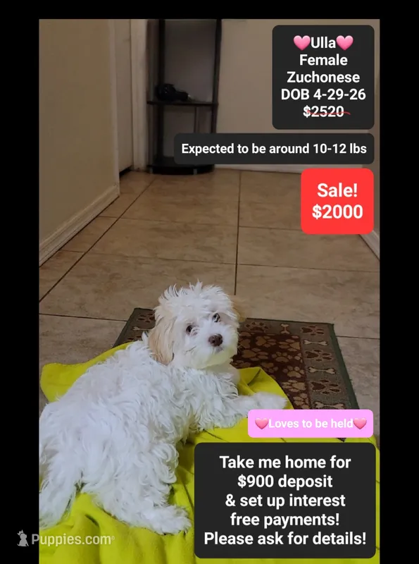 Ulla*900 take home – Havanese, Shichon puppy for sale in Tucson, AZ