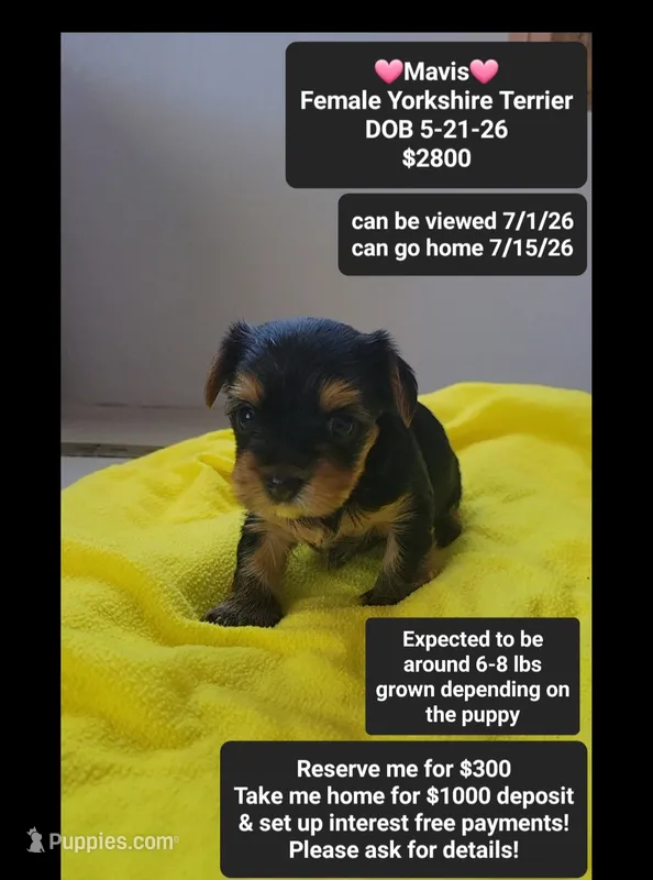 Mavis – Yorkshire Terrier puppy for sale in Tucson, AZ
