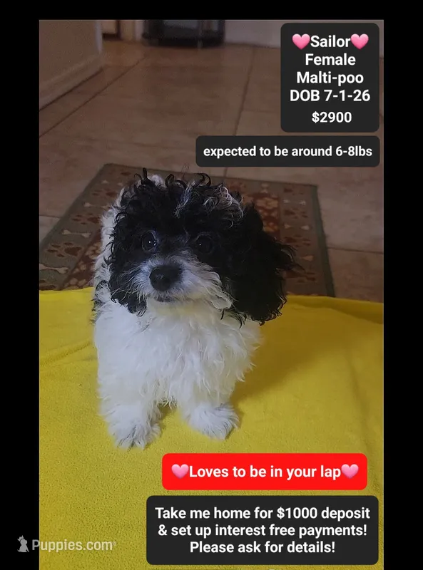 Sailor*1000 take home – Maltipoo puppy for sale in Tucson, AZ