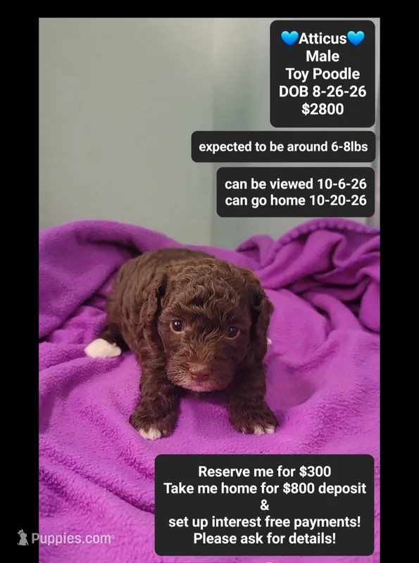 Atticus – Poodle - Toy  puppy for sale in Tucson, AZ