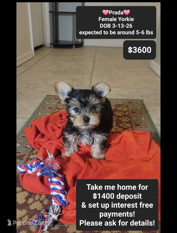 Prada – Yorkshire Terrier puppy for sale in Tucson, AZ