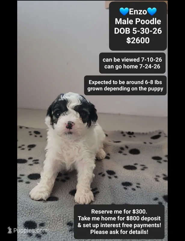 Enzo – Poodle - Toy  puppy for sale in Tucson, AZ