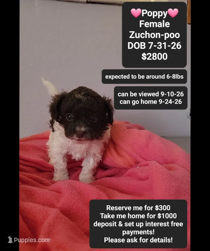 Poppy*1000 take home – Poodle - Toy , Shichon puppy for sale in Tucson, AZ