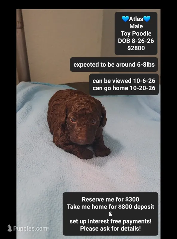 Atlas – Poodle - Toy  puppy for sale in Tucson, AZ