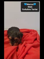 Marcus*$800 take home, a male Yorkshire Terrier for sale in Tucson, AZ – 2 of 3