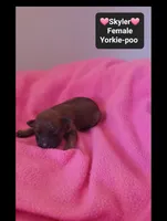 Skyler*1000 take home, a female Yorkshire Terrier and Poodle - Toy  for sale in Tucson, AZ – 2 of 3