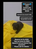 Pheonix*1000 take home, a male Poodle - Toy  and Shichon for sale in Tucson, AZ – 1 of 3