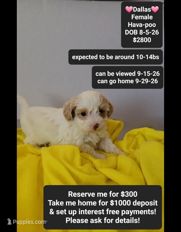 Dallas*1000 take home – Havanese, Poodle - Toy  puppy for sale in Tucson, AZ