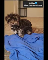 Kaliber , a male Yorkshire Terrier for sale in Tucson, AZ – 2 of 5