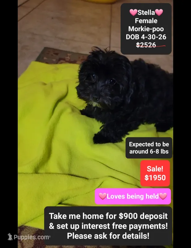 Stella*900 take home – Poodle - Toy , Morkie puppy for sale in Tucson, AZ