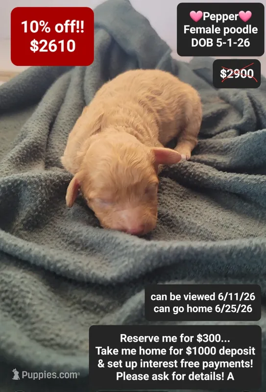 Pepper – Poodle - Toy  puppy for sale in Tucson, AZ