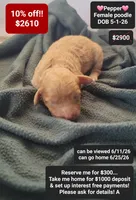 Pepper, a female Poodle - Toy  for sale in Tucson, AZ – 1 of 1