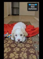 Usher*800 take home, a male Havanese and Shichon for sale in Tucson, AZ – 2 of 3