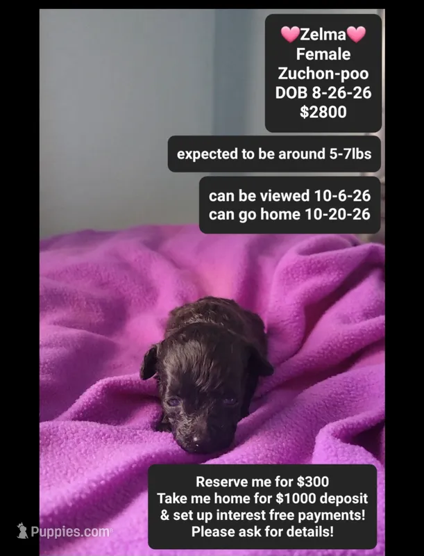 Zelma*1000 take home – Poodle - Toy , Shichon puppy for sale in Tucson, AZ