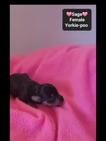 Sage*1000 take home, a female Yorkshire Terrier and Poodle - Toy  for sale in Tucson, AZ – 3 of 3