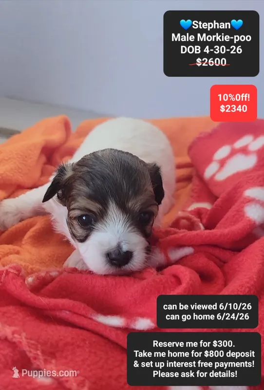 Stephan – Poodle - Toy , Morkie puppy for sale in Tucson, AZ