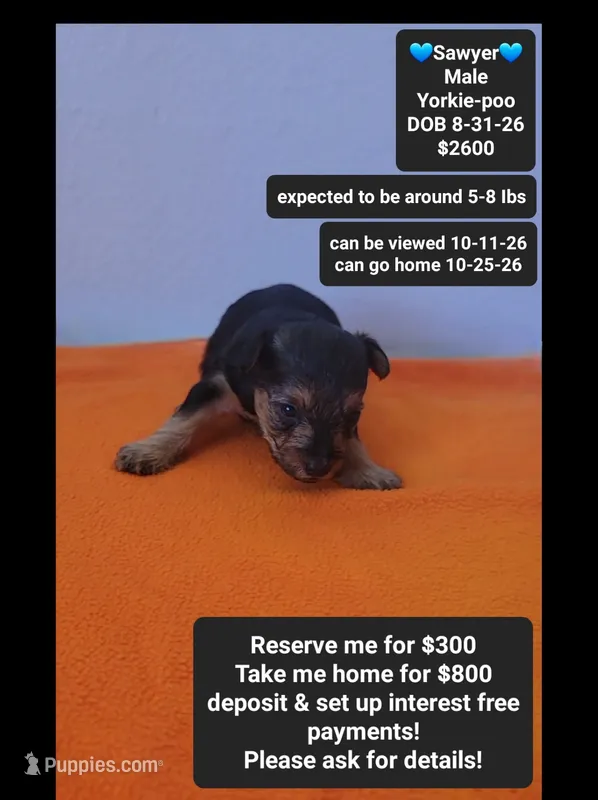Sawyer*800 take home – Yorkshire Terrier, Poodle - Toy  puppy for sale in Tucson, AZ