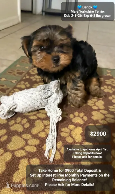 Derick – Yorkshire Terrier puppy for sale in Tucson, AZ