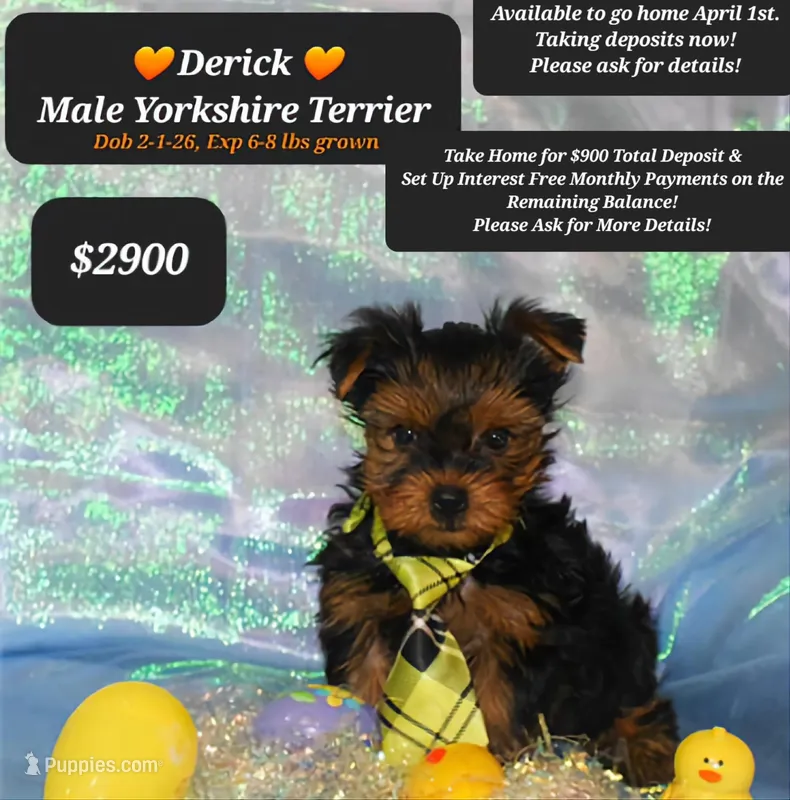 Derick – Yorkshire Terrier puppy for sale in Tucson, AZ