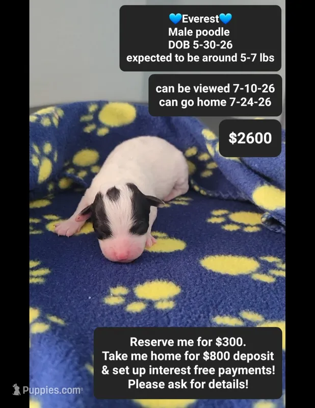 Everest – Poodle - Toy  puppy for sale in Tucson, AZ